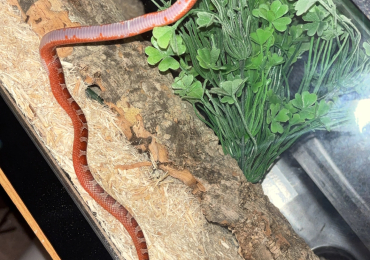 Corn snake + terrarium