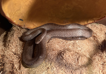 Cinder corn snake & vivarium