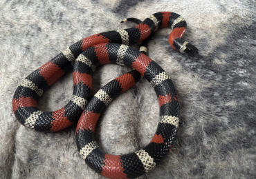 2021 Pueblan Milk snake  with full setup