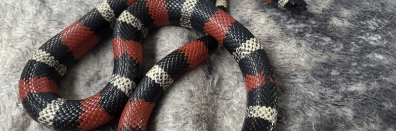 2021 Pueblan Milk snake  with full setup
