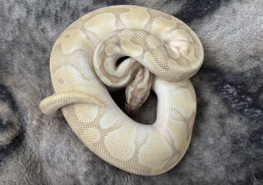 2021 Banana Enchi Butter Pastel Royal Python Male