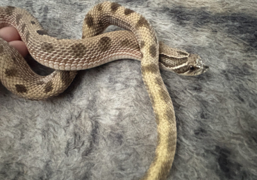 Hognose Snake with full setup