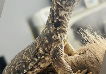 Uromastyx for sale