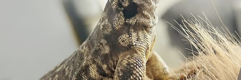 Uromastyx for sale