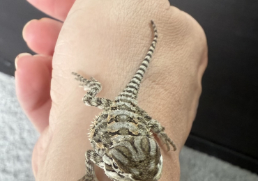 Baby Rankin dragons