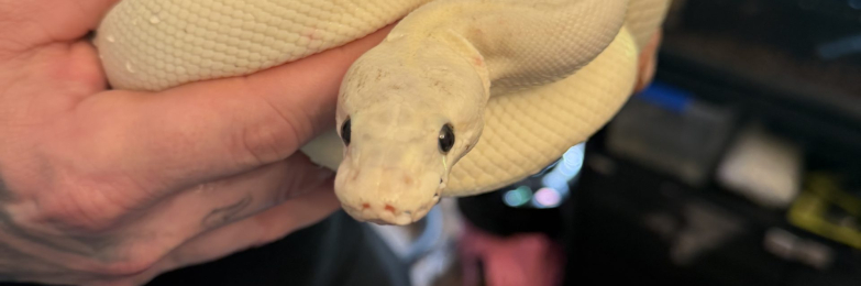 Female ivory royal python