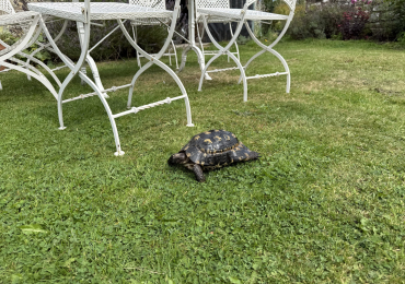 Tortoise