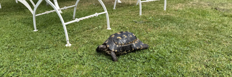 Tortoise