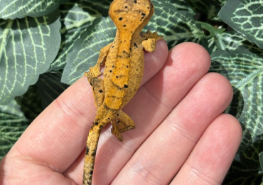 6 x CB24 Crested Gecko Juveniles