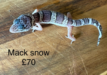 Leopard geckos