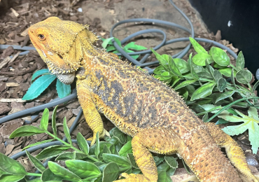 Bearded dragon  with set up
