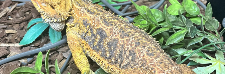 Bearded dragon  with set up