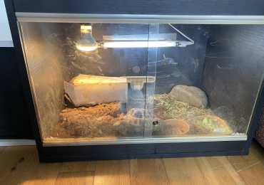 Tortoise and enclosure