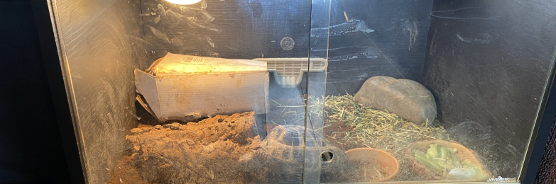 Tortoise