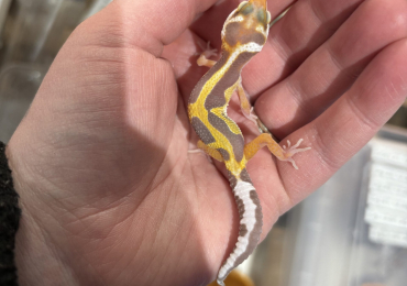 2 x CB24 Jungle Albino Leopard Gecko babies AVAILABLE FEB 2025