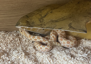 Male hog nose snake