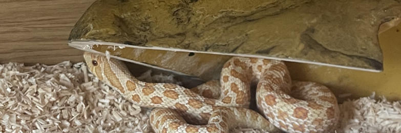 Male hog nose snake