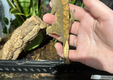 1 x CB23 Male Flame Dalmatian Crested Gecko