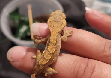 Various Crested geckos and Axolotls (animal rescue)