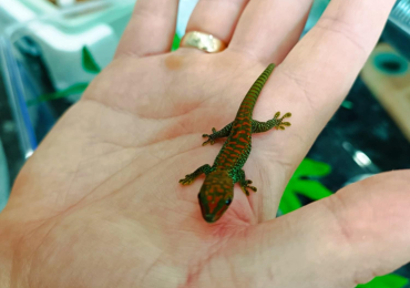 Giant Madagascan Day Geckos