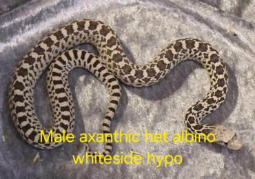 Axanthic bullsnake het albino whiteside hypo