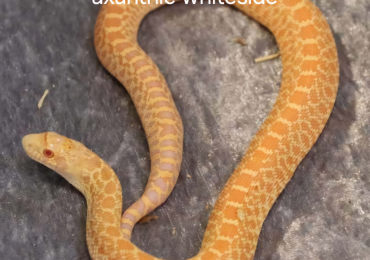 Hypo albino het axanthic whiteside bullsnake