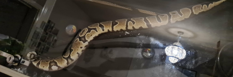 Female ball python
