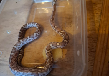 Young corn snakes for sale