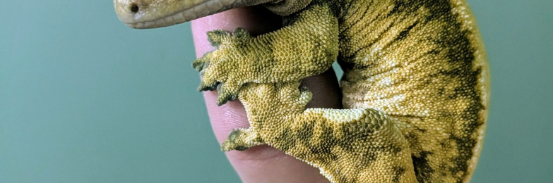 Breeding trio Crested Geckos