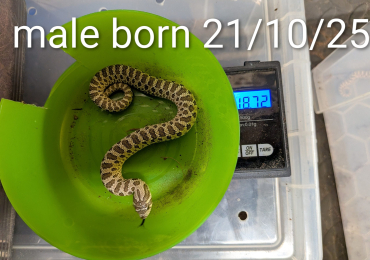 Male hognose conda pos het green line