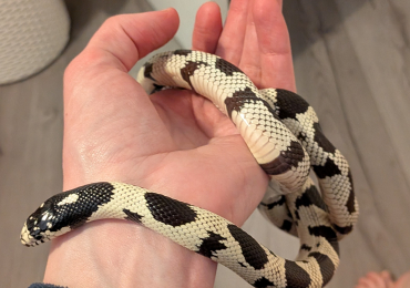 California King Snake
