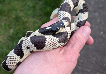 California King Snake