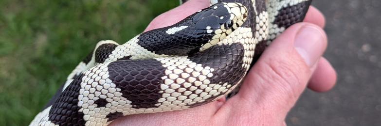 California King Snake