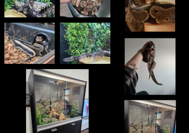 Ball Python & full vivarium