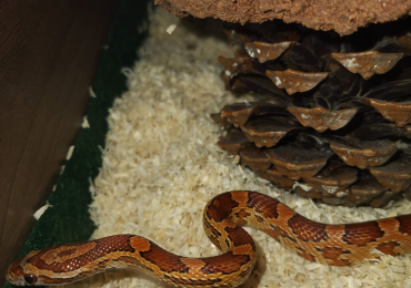 Corn Snake