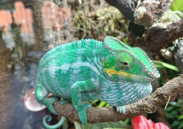 Panther chameleon for sale