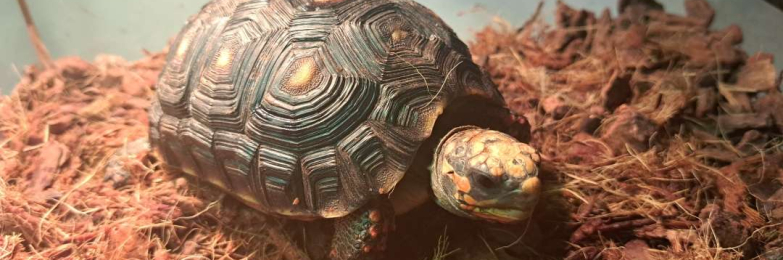2 Redfoot tortoises, with full set up