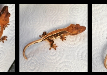 Lilly White Crested Gecko’s