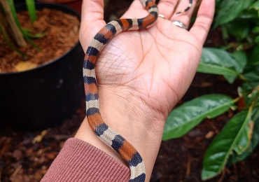 Milksnake