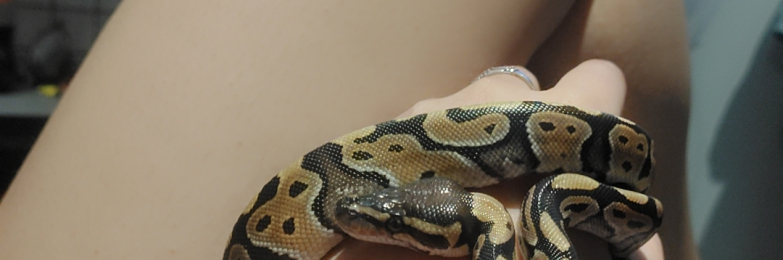 Ball python