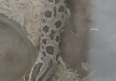 Pair of Red Jaguar Hognose snakes