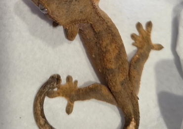 Baby crested gecko