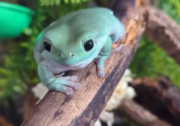 Green Tree Frog & setup