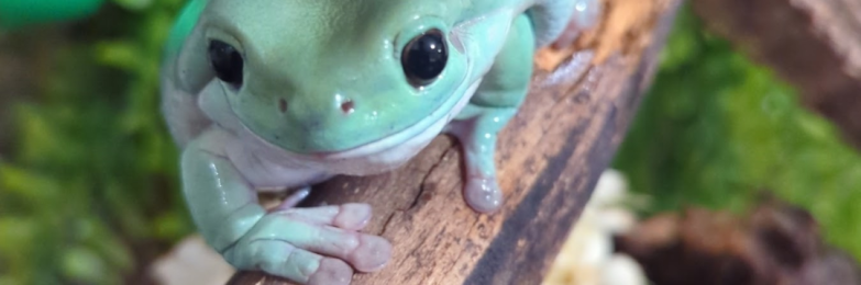 Green Tree Frog & setup