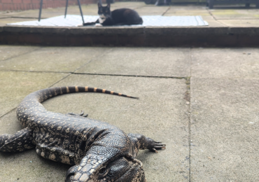 Friendly Male Tegu 3 Years
