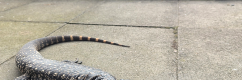Friendly Male Tegu 3 Years