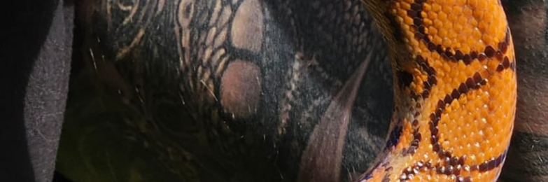 Brazilian Rainbow Boa