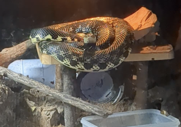 Madagascar Giant Hognose Snake