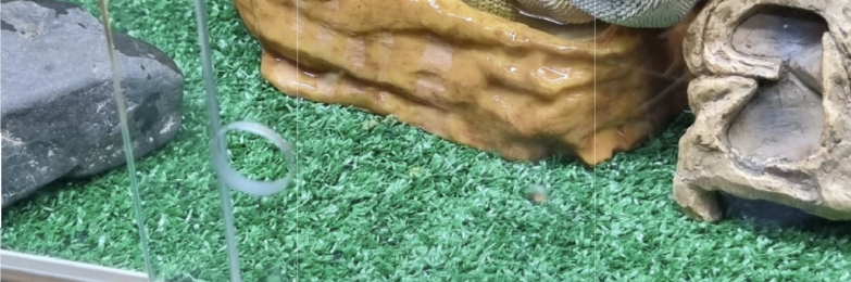 4 year old bearded dragon