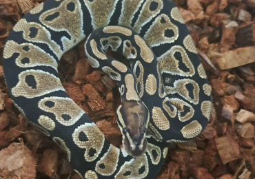 Ball python for sale